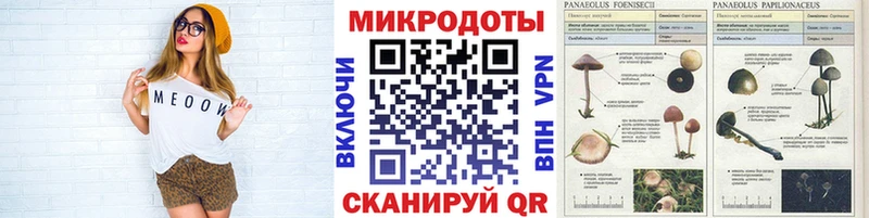 Галлюциногенные грибы Psilocybe  Вязьма 